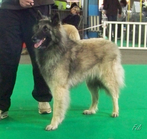n°94 Chentyt des loups de la foret sacrée 5407.JPG